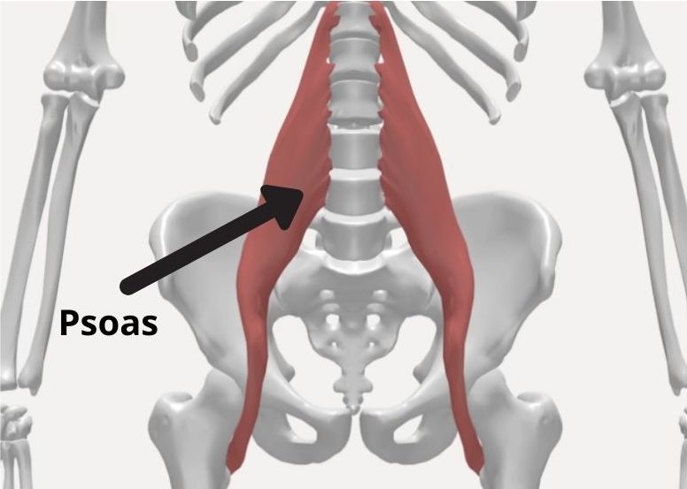 Tirement Psoas Top Exercices Guide Complet Erreurs Viter