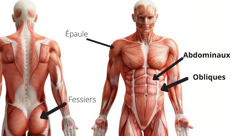 gainage latéral muscles sollicités