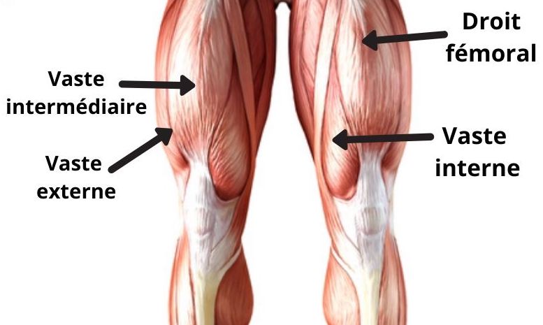 étirement quadriceps muscles sollicités