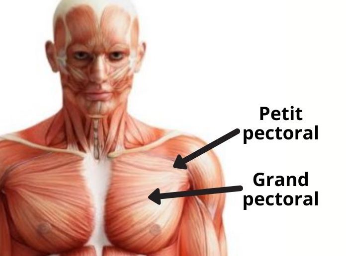 exercice pectoraux anatomie