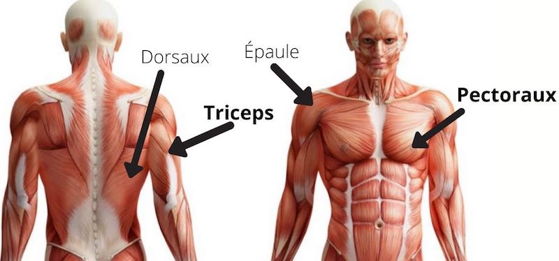 dips triceps muscles sollicités