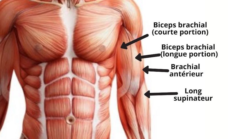 anatomie biceps