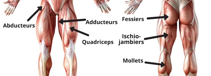 anatomie jambes