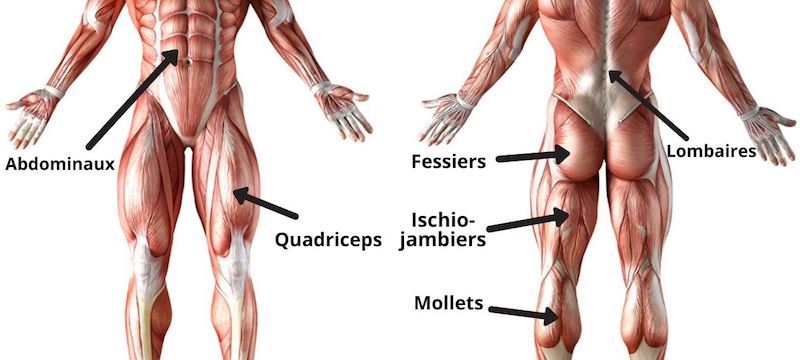 squat muscles sollicités