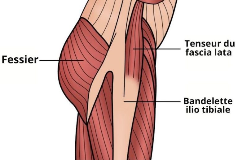 Fascia Lata Role