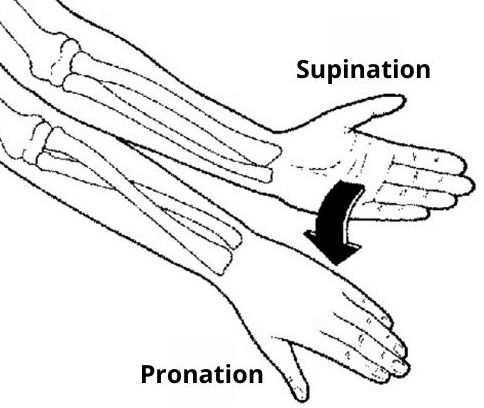 pronation supination anatomie